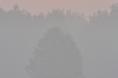 rotwild-brunft-hirschkuh