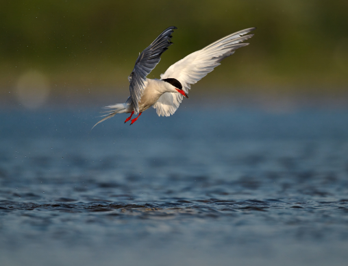 common_tern_waterdrops
