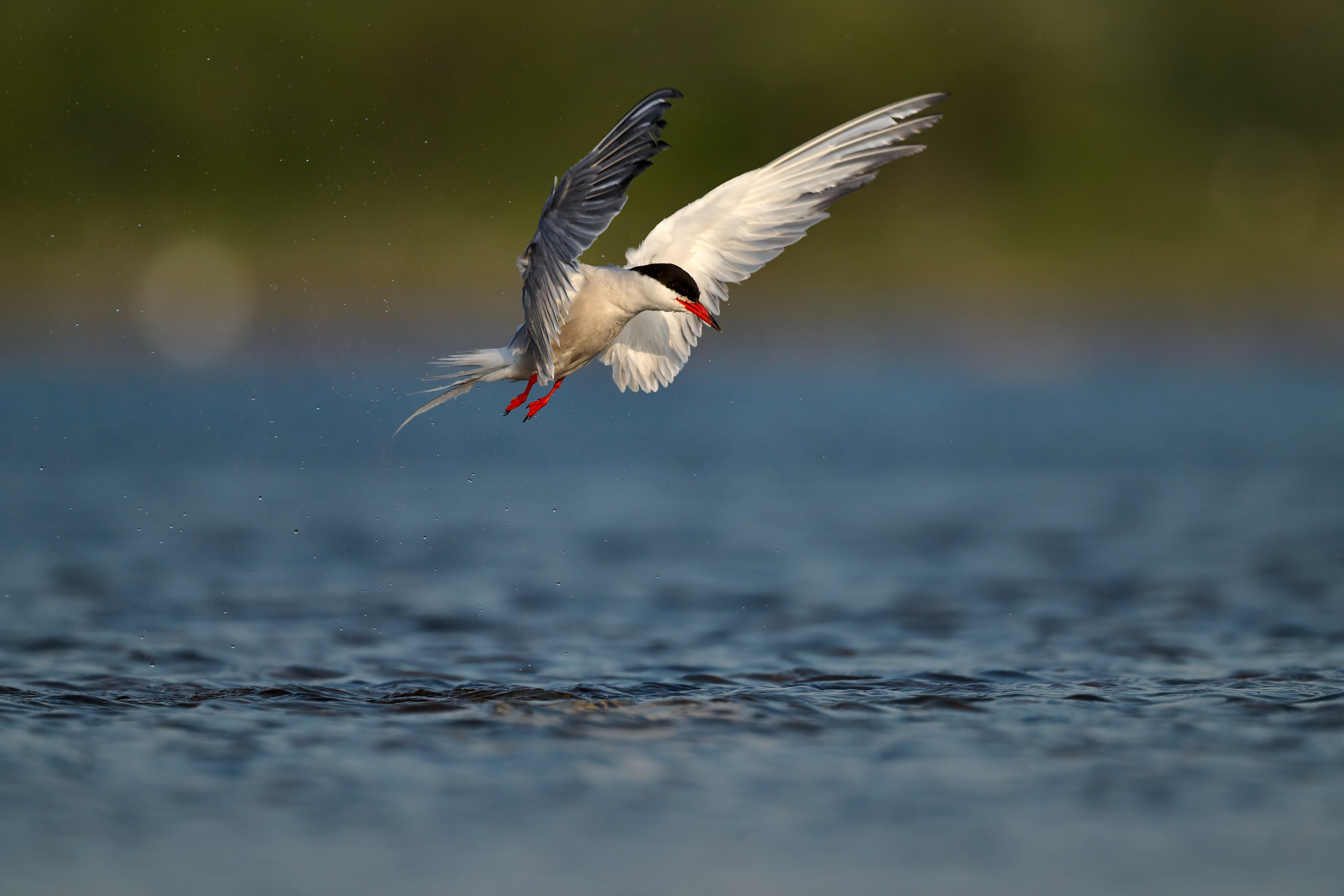 common_tern_waterdrops