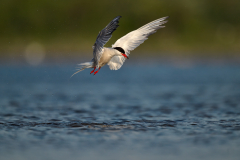 common_tern_waterdrops