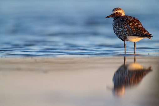 Kiebitzregenpfeifer lapwing Pluvialis squatarola