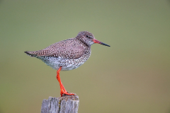 Rotschenkel Red Shank Tringa totanus