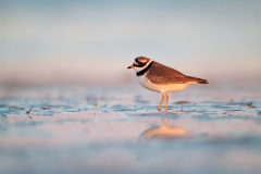 The first morning light reveals the ringed plover at the seashore.