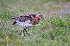 1_Uferschnepfe_Regen_Gefieder_auschuetteln