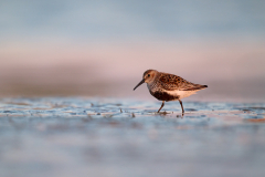 Dunlin in the very first morning light