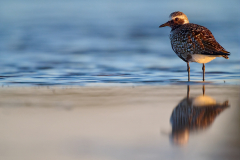 Kiebitzregenpfeifer lapwing Pluvialis squatarola
