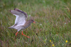 Rotschenkel Redshank Tringa totanus