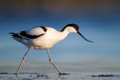 1_saebelschnaebler_ufersaum