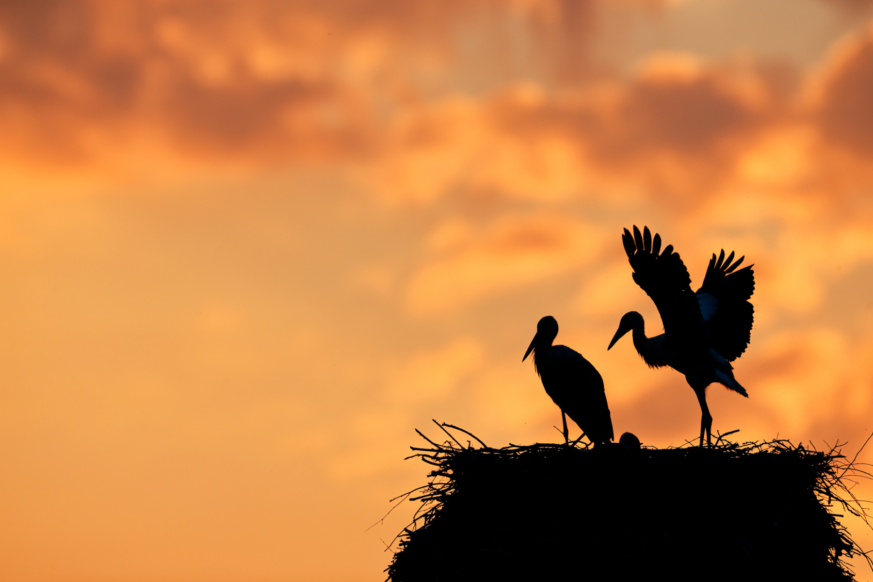 Weissstorch_02_1920x1800