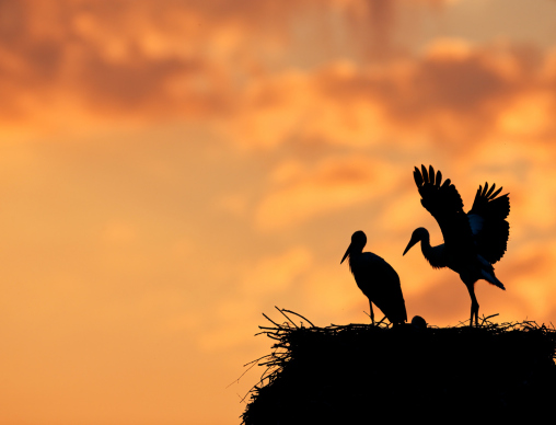 Weissstorch_02_1920x1800