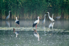 weissstorch_graureiher_silberreiher