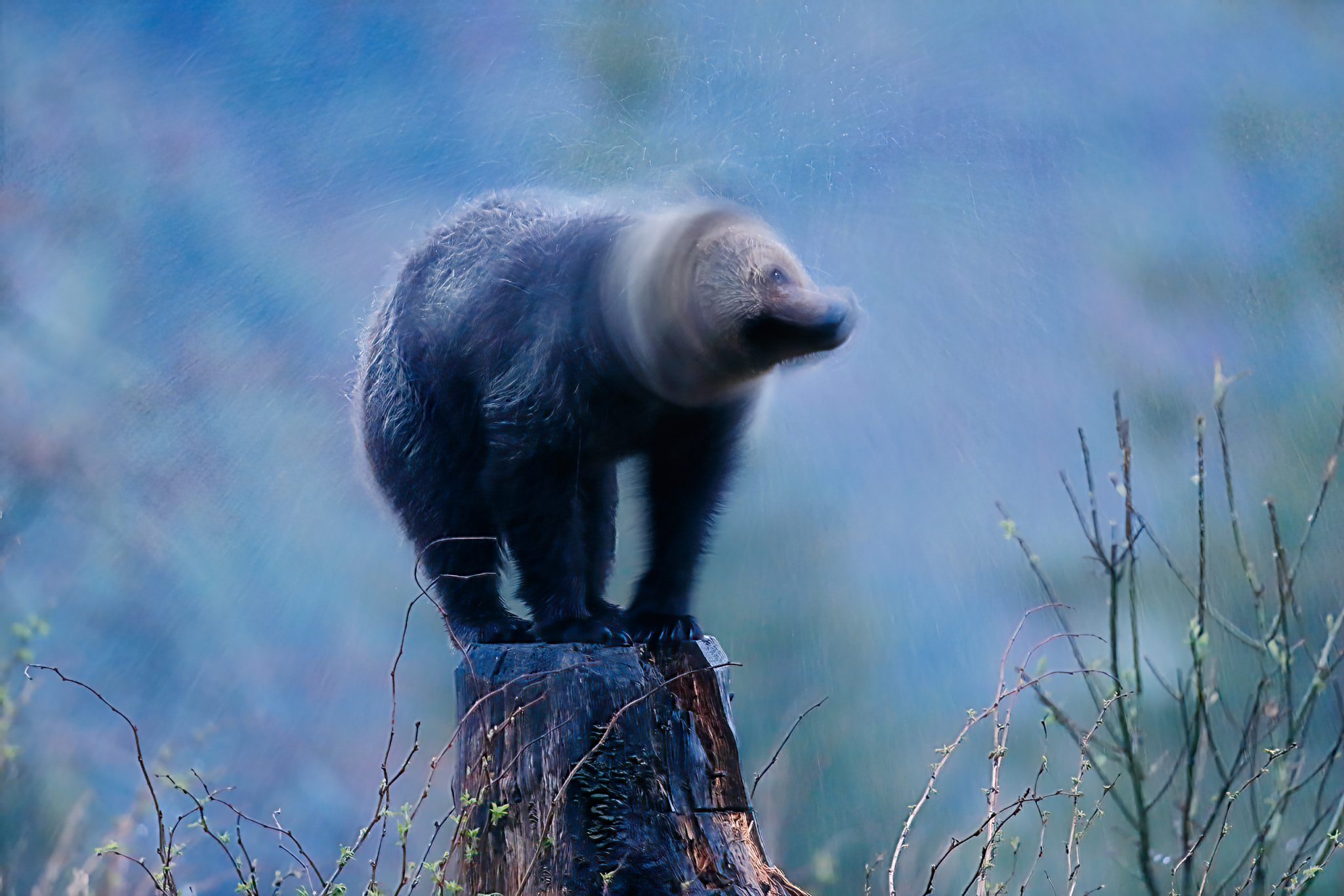 A representative of the European brown bear shuffles his fur.