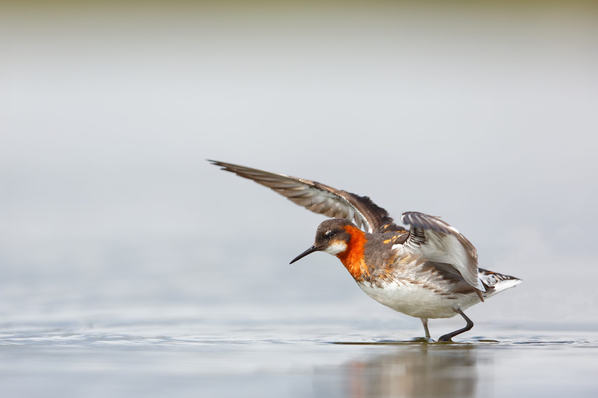 red-necked phalarope treading water and flapping wings