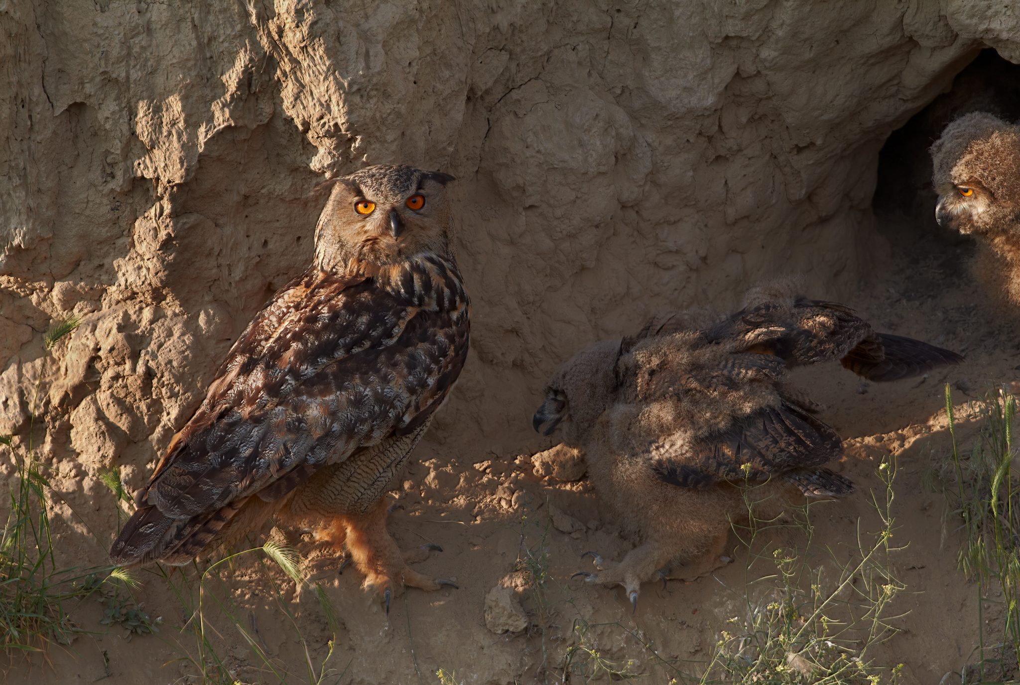 Eagle owl feeding young.