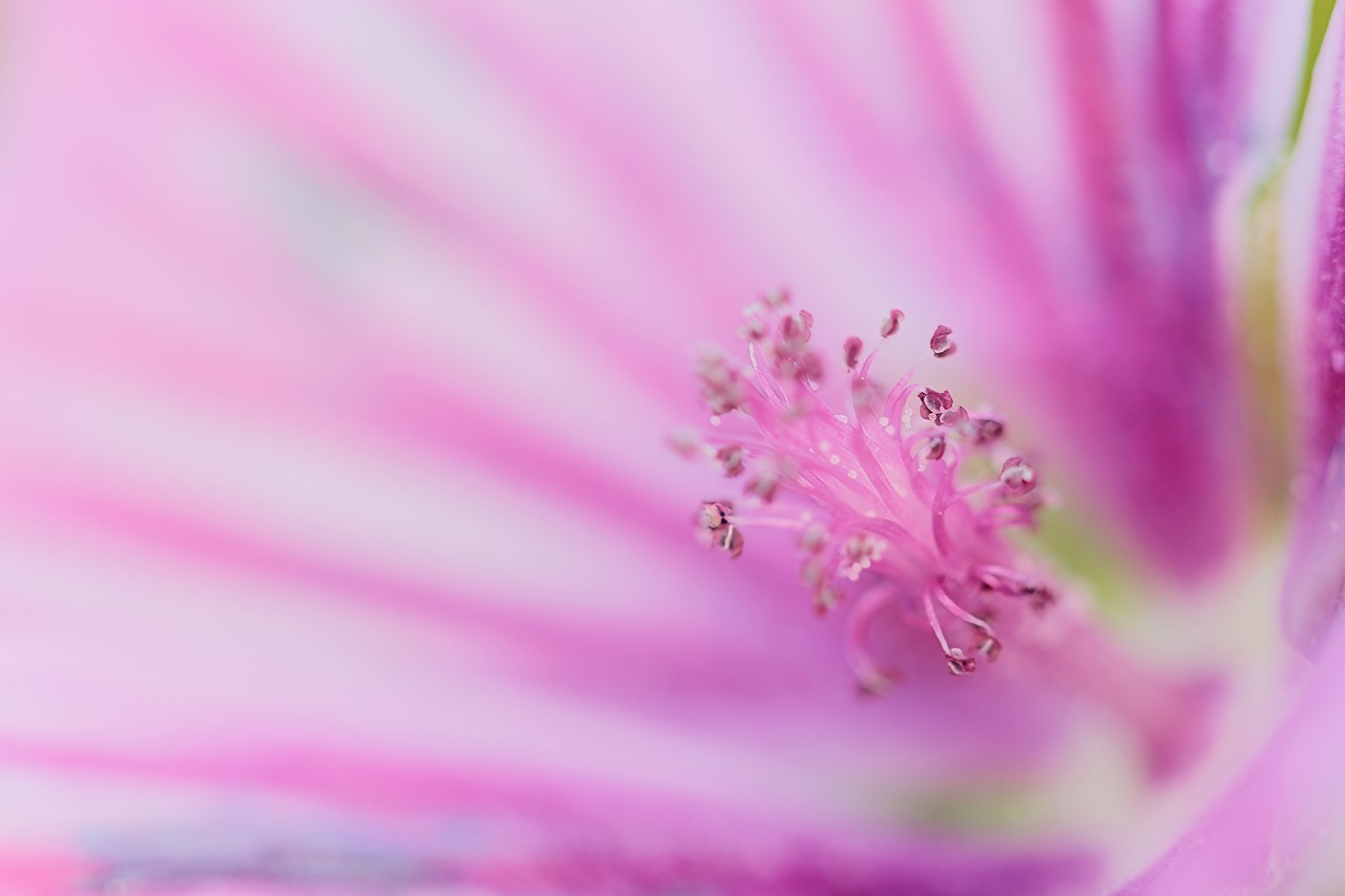 Portrait of the flower of common mallow.