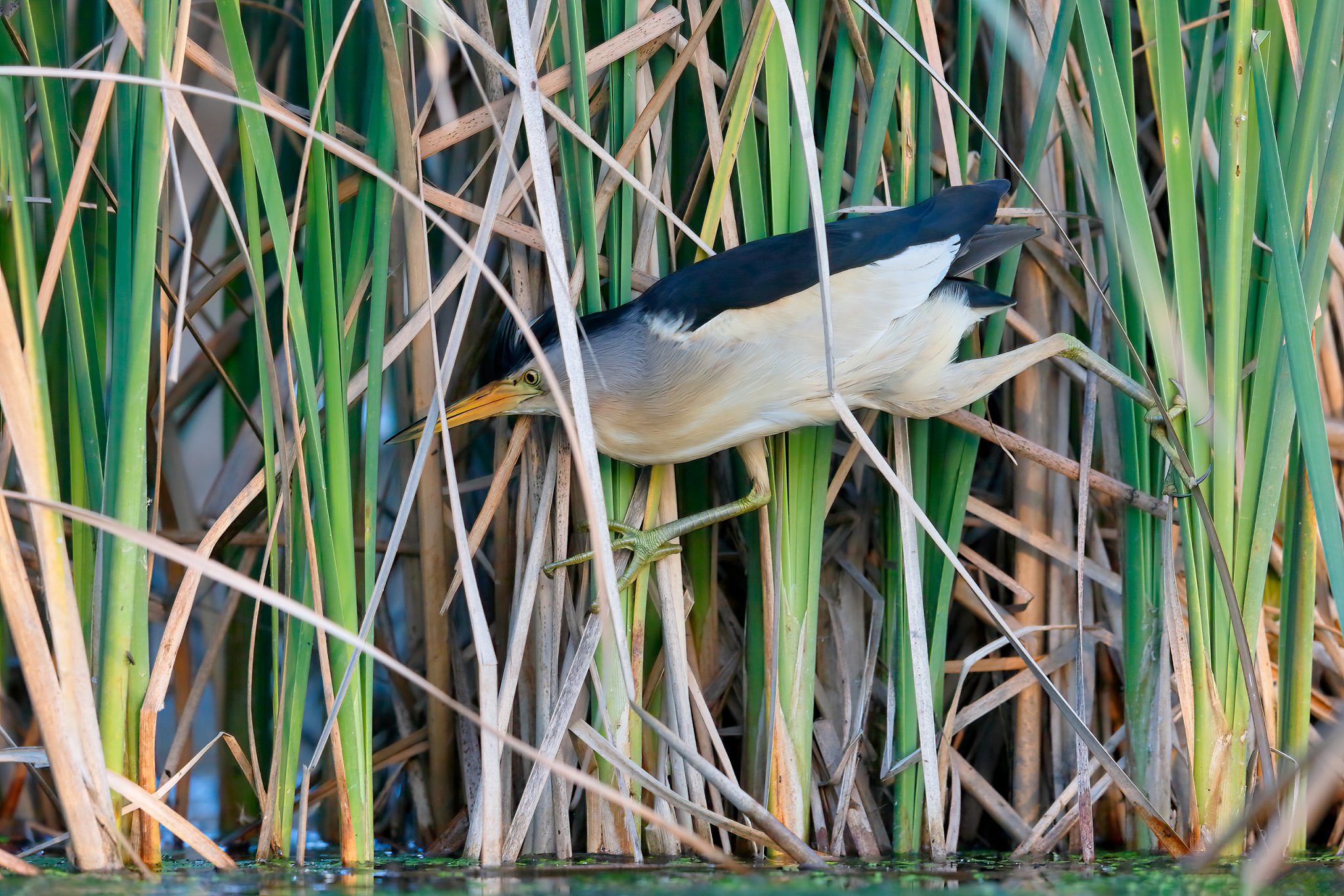 Little Bittern male migrating in the reed belt.