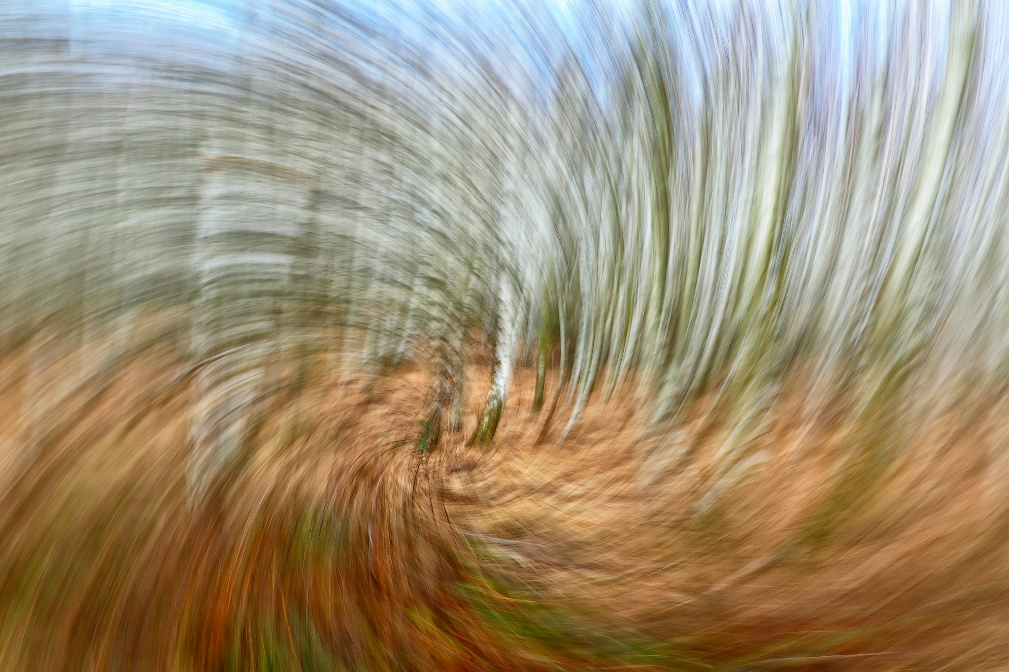 Herbstlicher Birkenwald im Strudel.