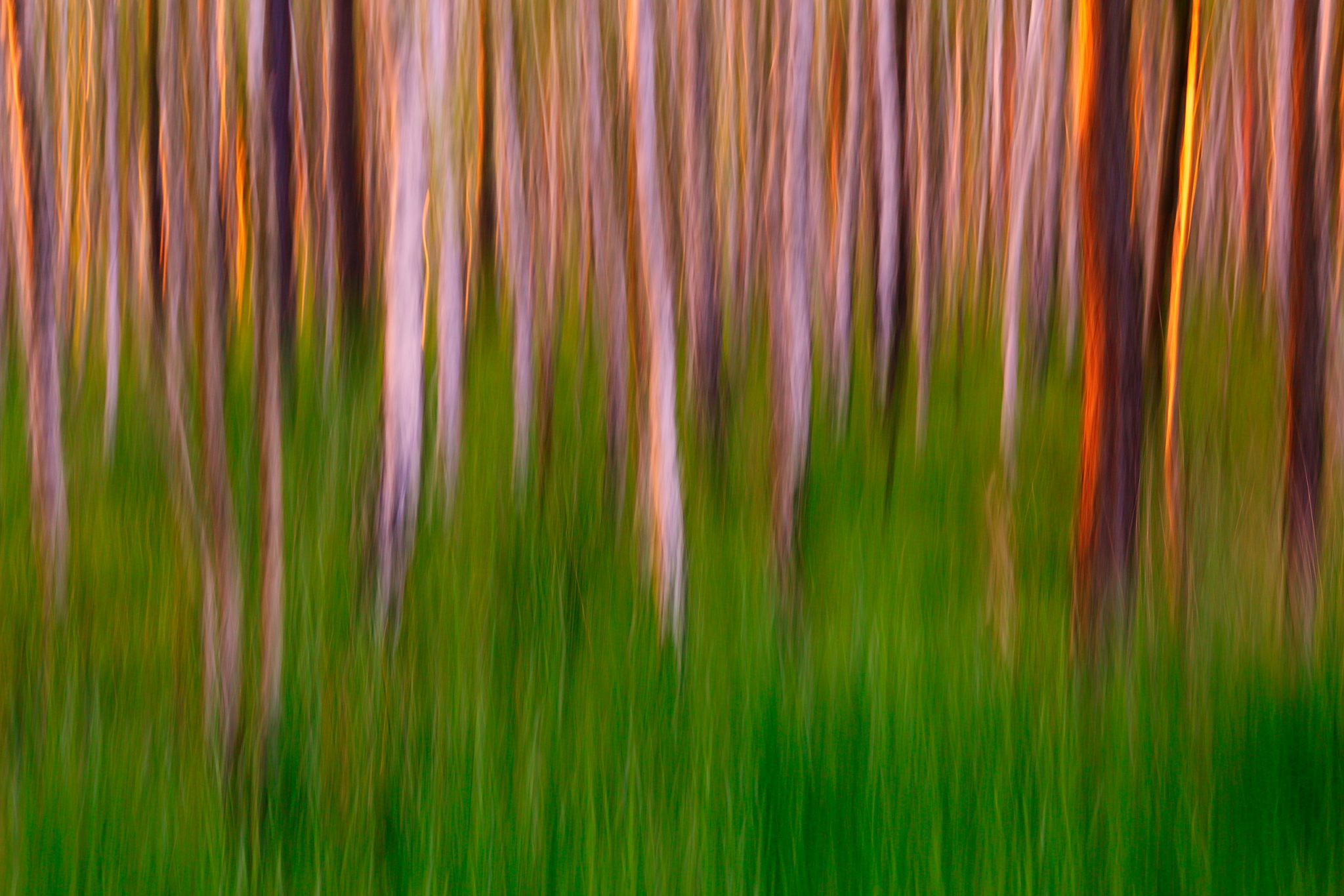 Pine forest in the evening glow depicted abstractly.