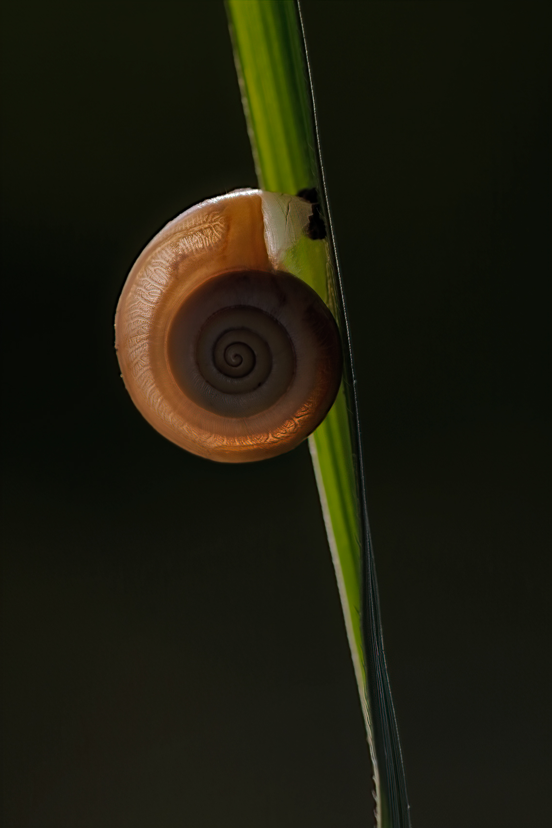 Snail shell sticked to a reed leaf.