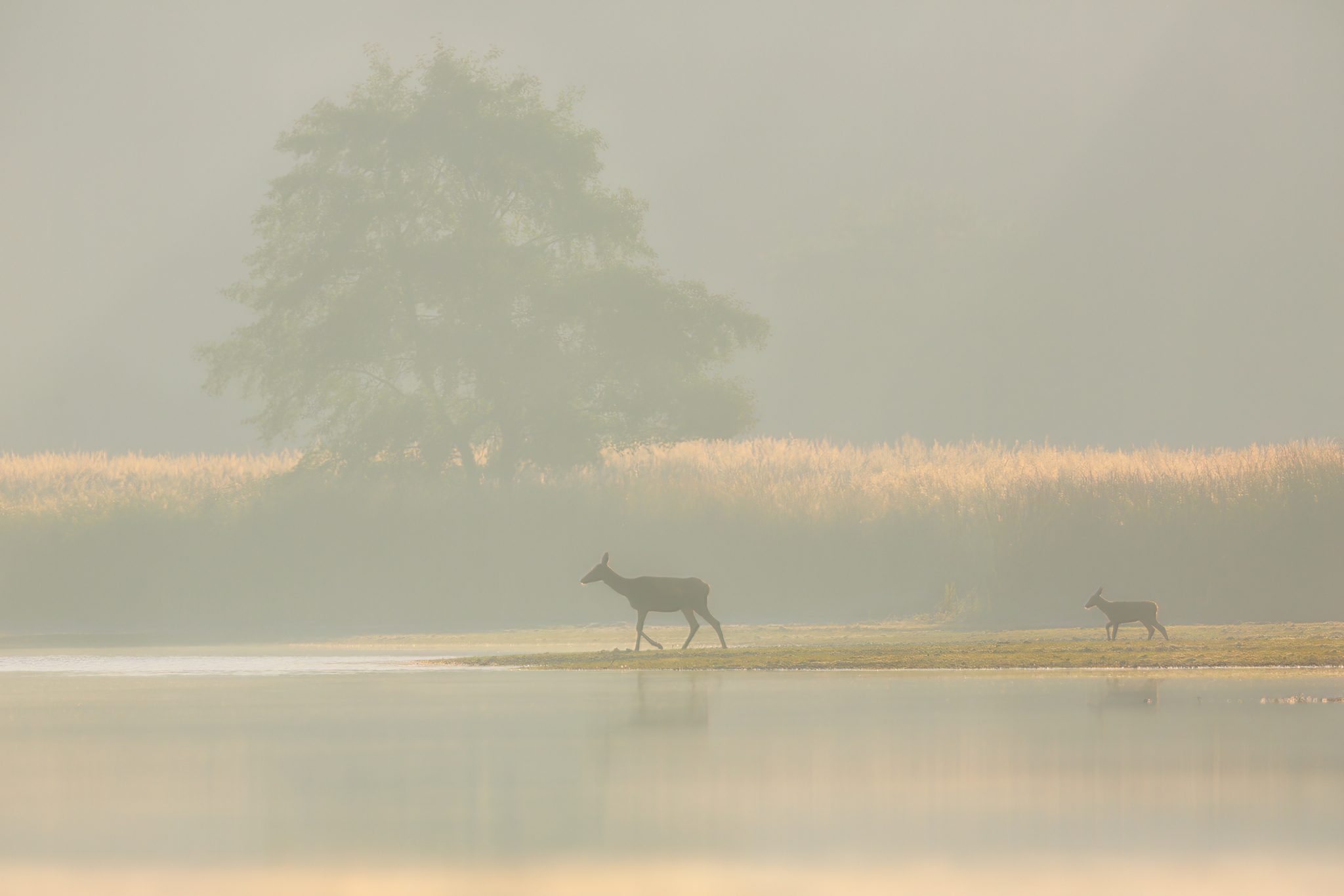 Hind with calf in the foggy dawn.