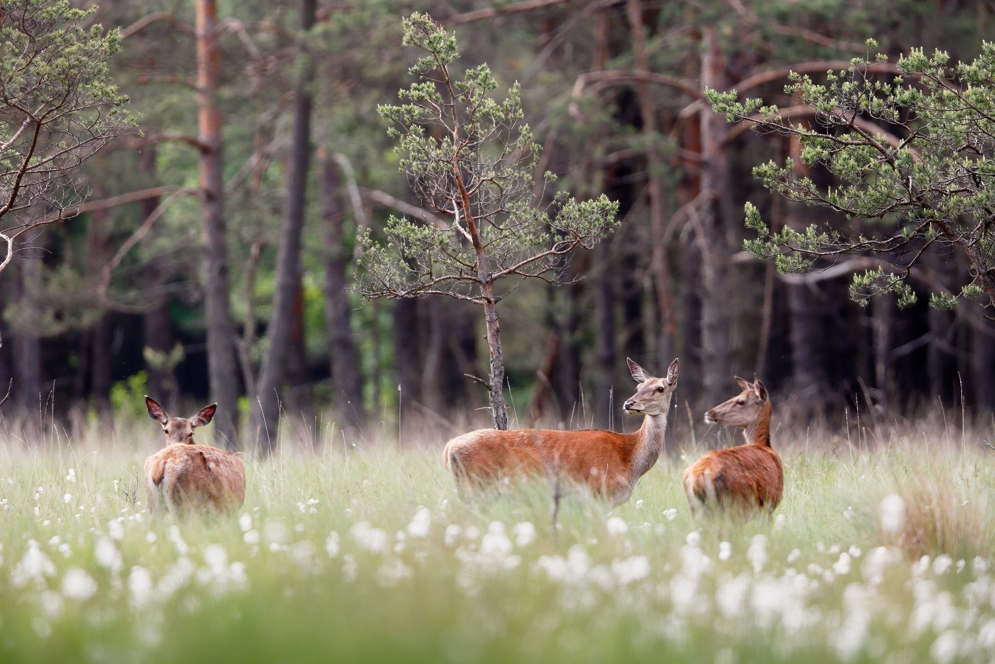 Female deer herd grazing in bog meadow.