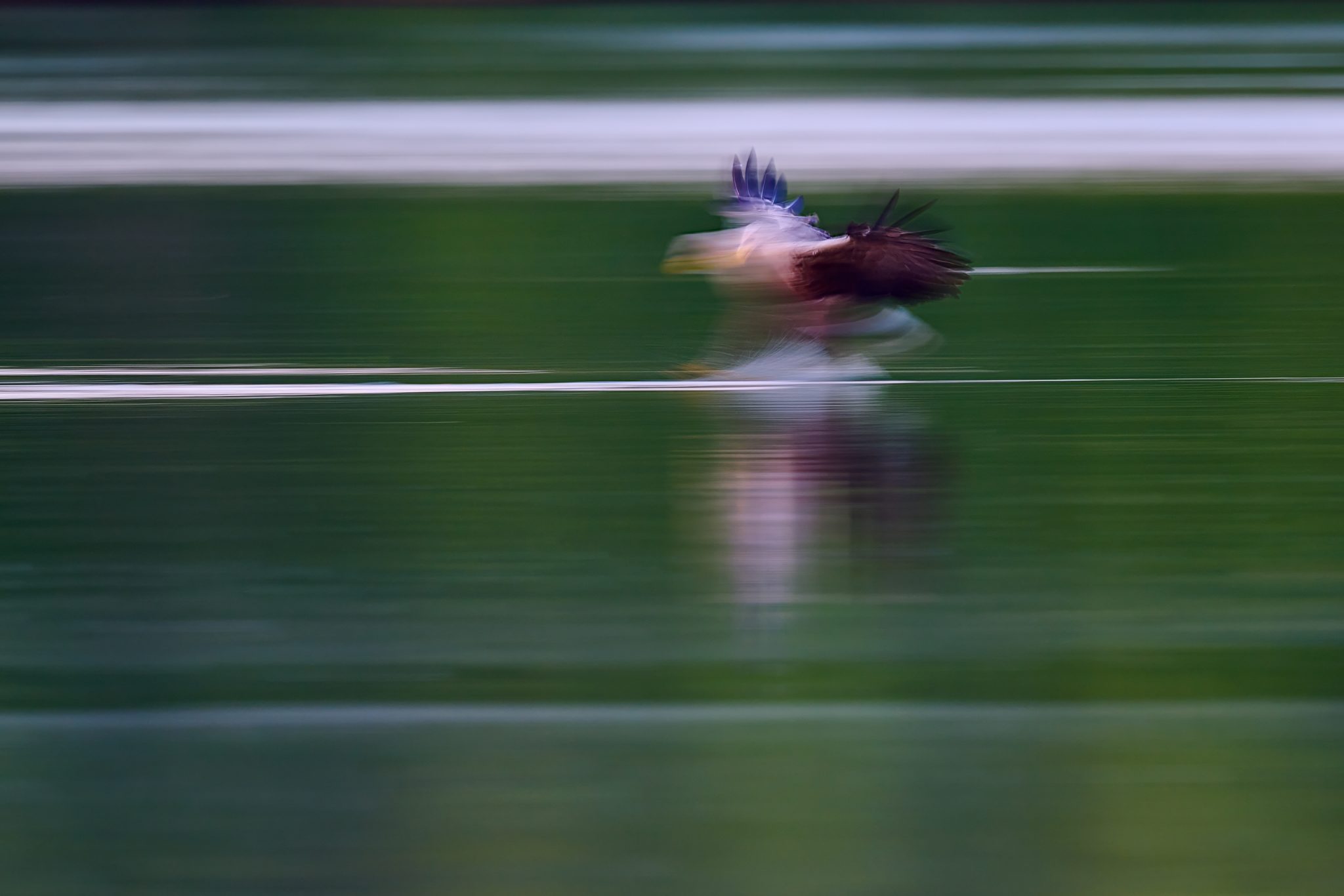 Seeadler läuft beim Fischen über das Wasser.