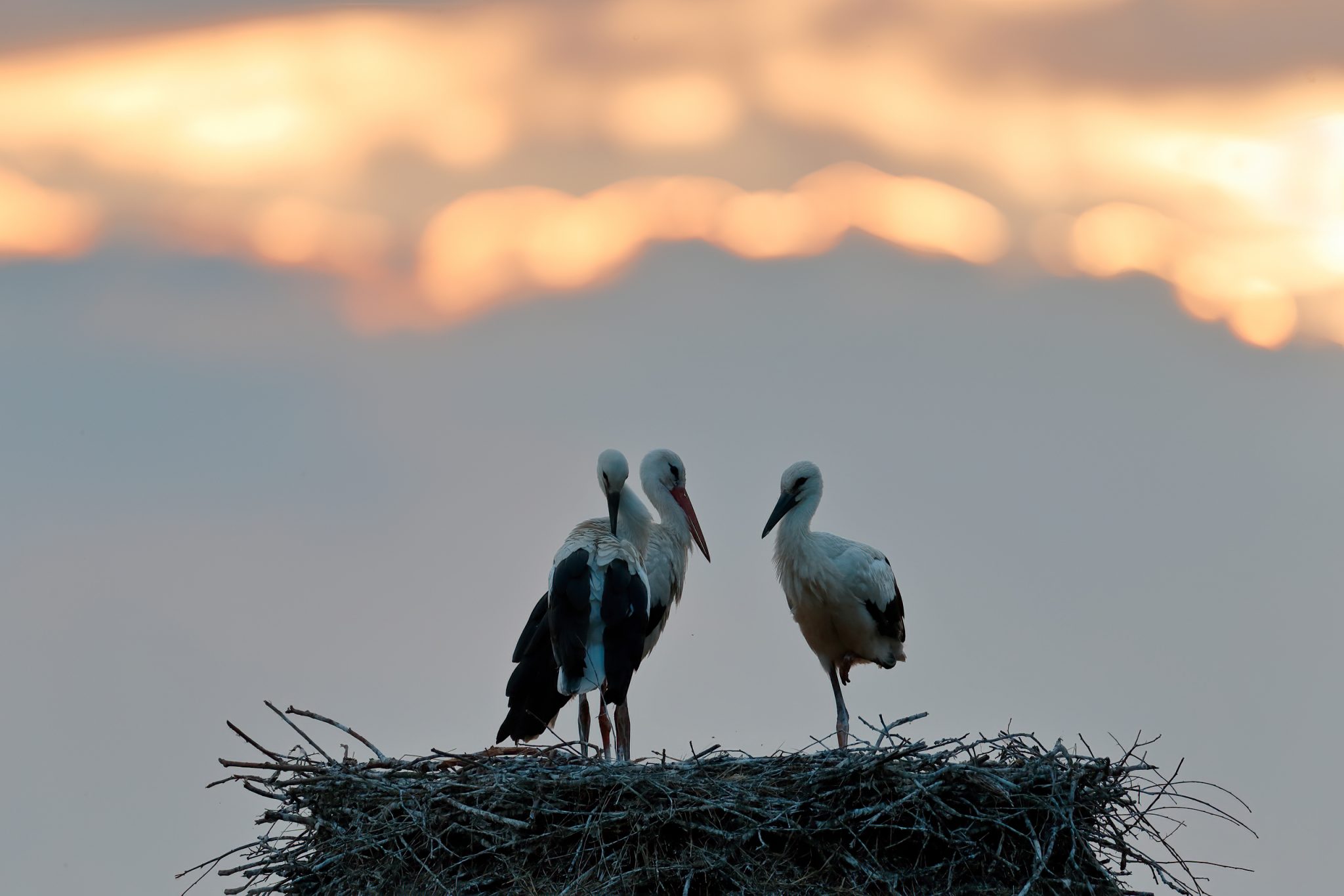White stork family at the nest.