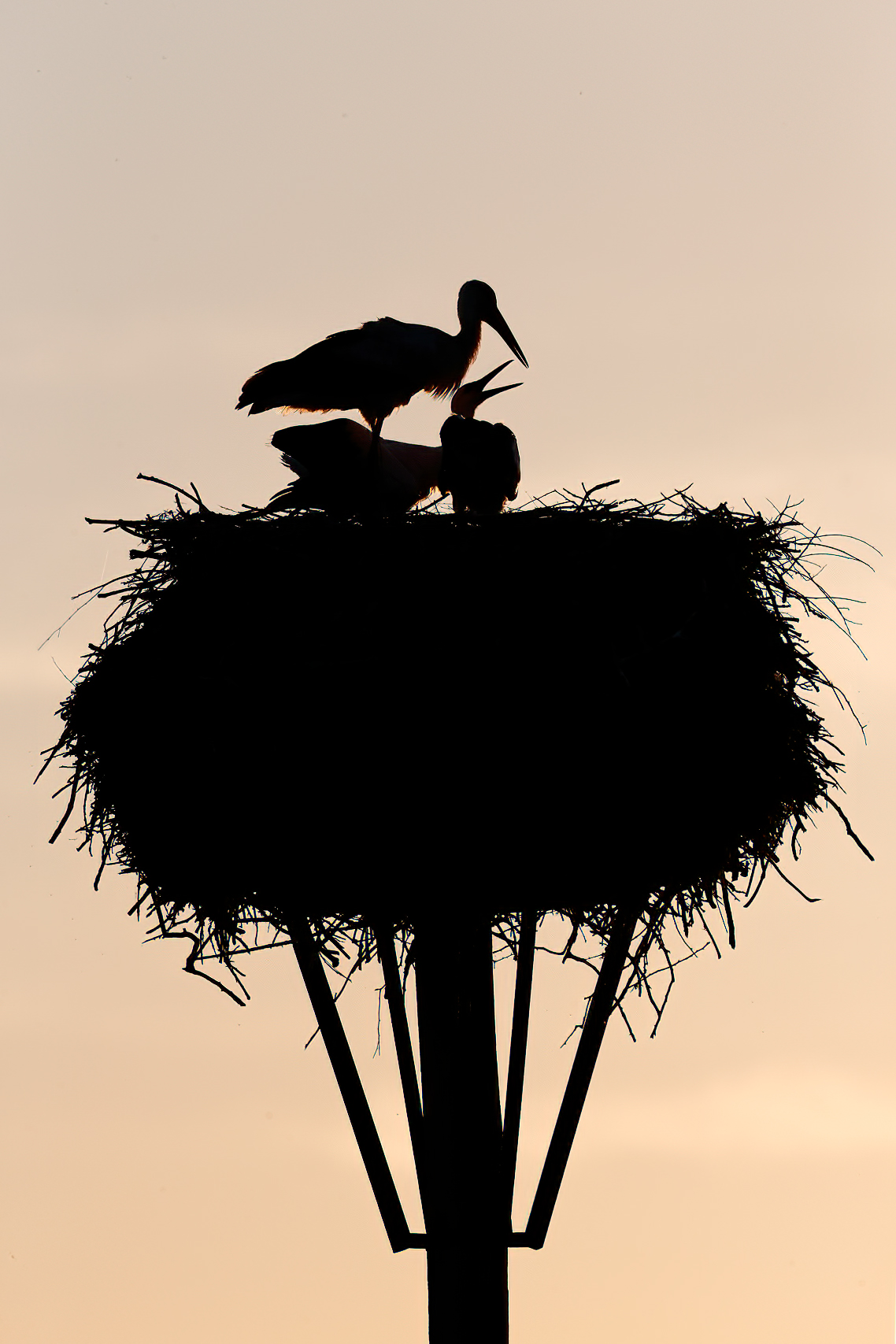 Weißstorch bei der Fütterung im Nest
